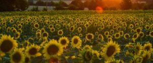 Sunflower Field