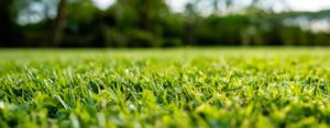 grass background
