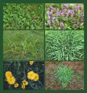 weed collage