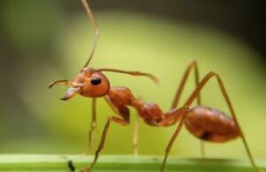 Fire Ant Treatment