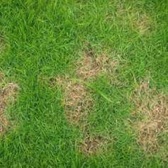 PestDisease
