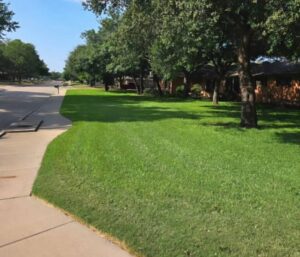 Front Yard Grass