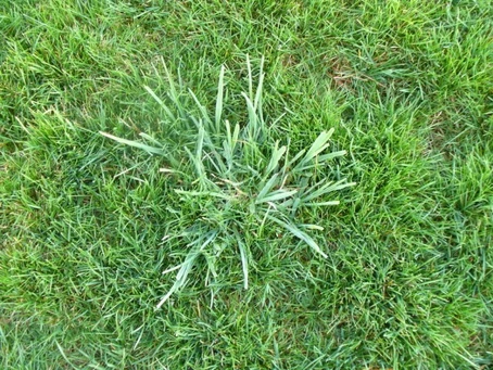 f92806_09b563c2b8424897976f62199429cba3~mv2 Weed in grass
