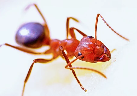 f92806_2759eecd1da649c6a960605973be5725~mv2 Red Ant