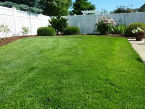 back yard with green grass