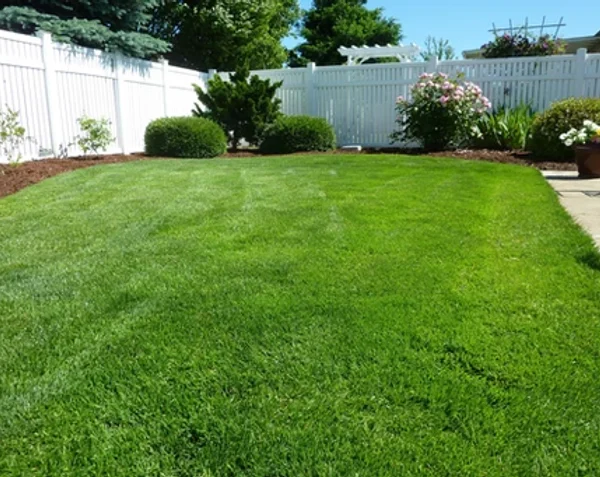 back yard with green grass