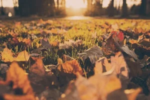 fall leaves on grass
