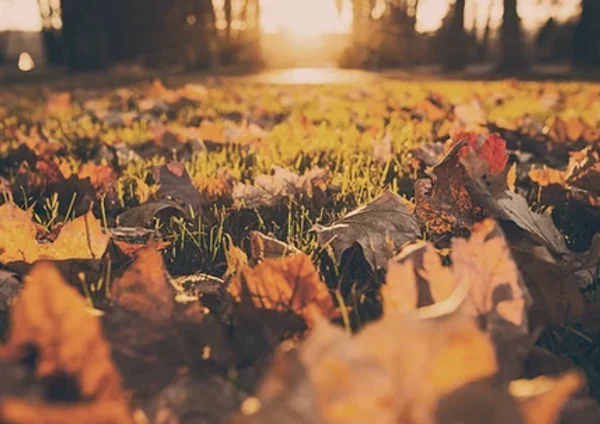 fall leaves on grass