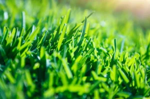 green grass