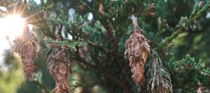Bagworm