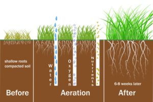 Core Aeration Illustration