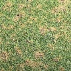 dollar-spot