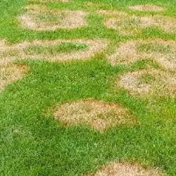 dollar-spot