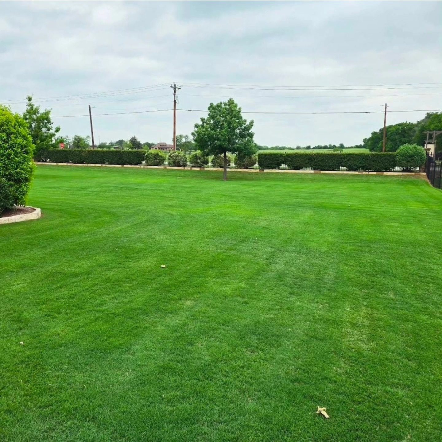 Healthy lawn with uniform green color during summer