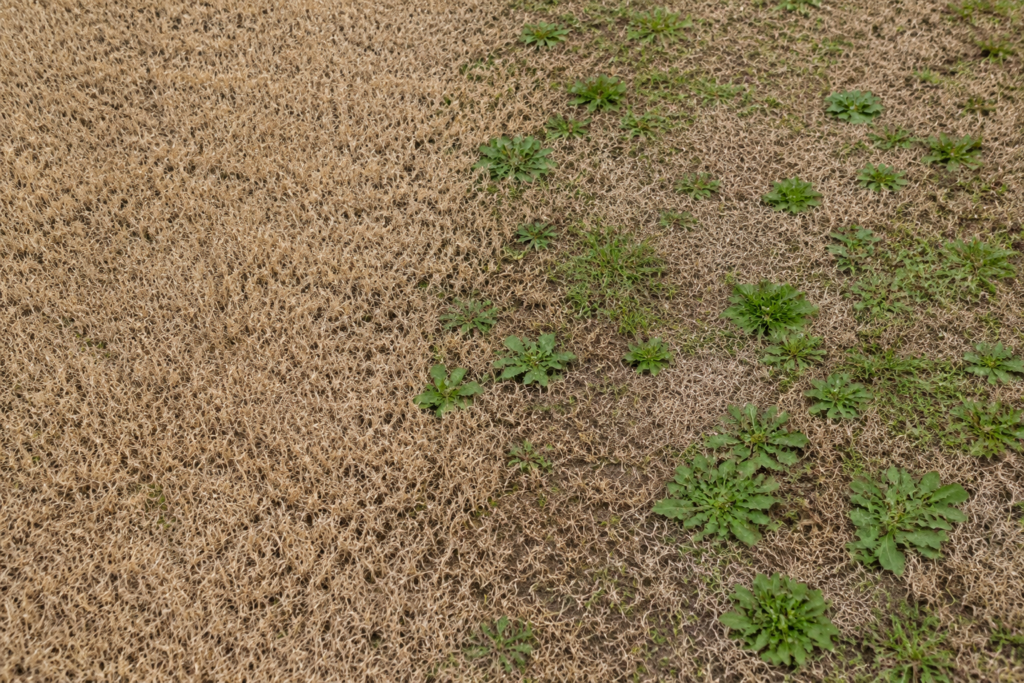 Winter weeds growing through dormant Bermuda grass in North Texas